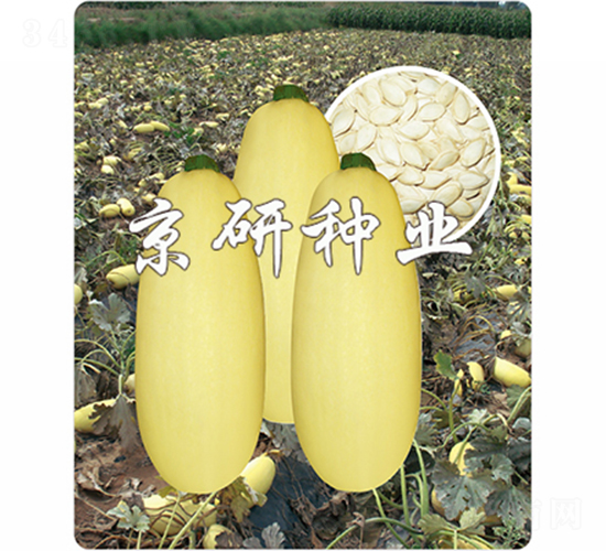 京葫籽豐1號-西葫蘆種子-京研