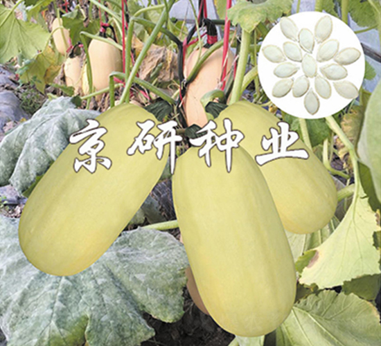 京葫籽豐2號-西葫蘆種子-京研
