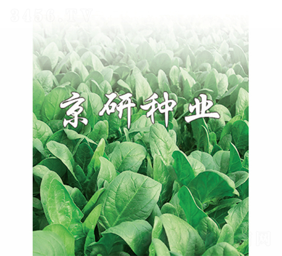 京菠1號-菠菜種子-京研