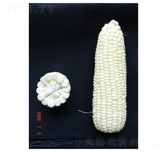 鄂白糯1號(hào)-糯玉米種子-中農(nóng)發(fā)