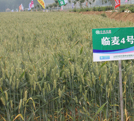 臨麥4號(hào)-小麥種子-中農(nóng)發(fā)