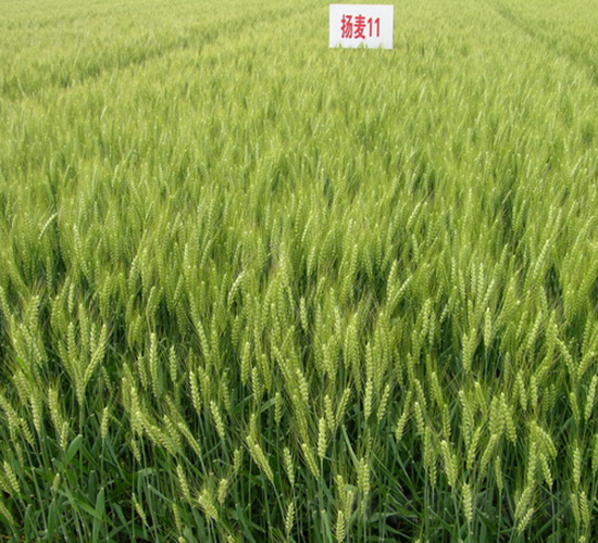 揚麥11號-小麥種子-中農發