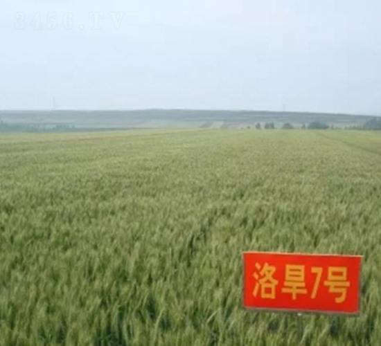 洛旱7號-小麥種子-中農發
