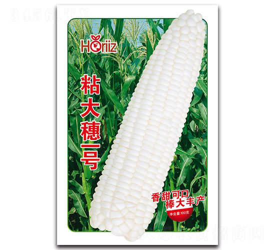 粘大穗一號-糯玉米種子-荷瑞斯