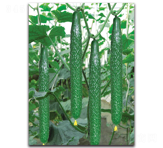 冬瑞二號-黃瓜種子-荷瑞斯