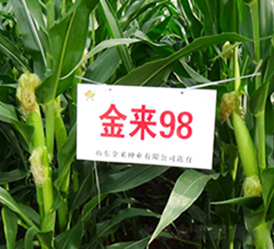 金來98-玉米種子-金來種業(yè)
