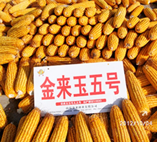 金來玉5號-玉米種子-金來種業
