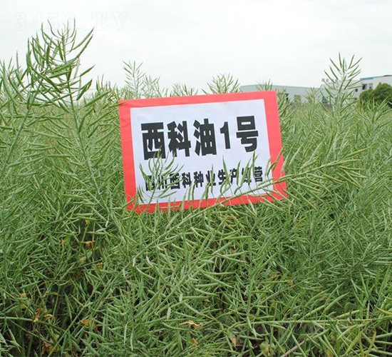 西科油1號-油菜種子-西科農業