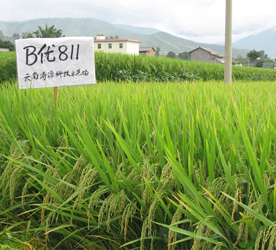 B811-ˮN-rI