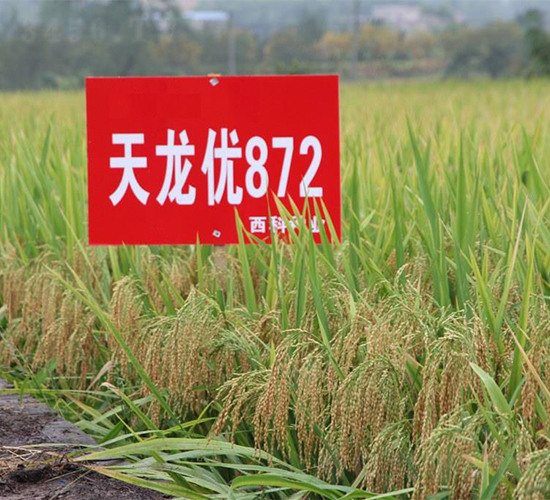 天龍優872-水稻種子-西科農業