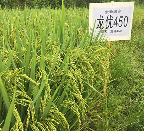 龍優450-水稻種子-西科農業