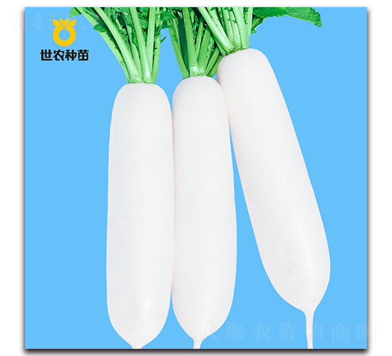 世農春秀-蘿卜種子-世農種苗