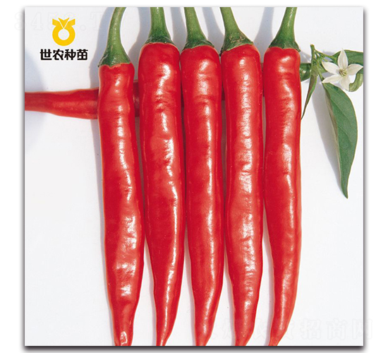 SN紅悅-辣椒種子-世農種苗