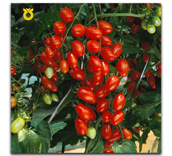 èŠ™çŠ88ï¼ˆé‡œå±±88ï¼‰-ç•ªèŒ„ç¨®å­-ä¸–è¾²ç¨®è‹—