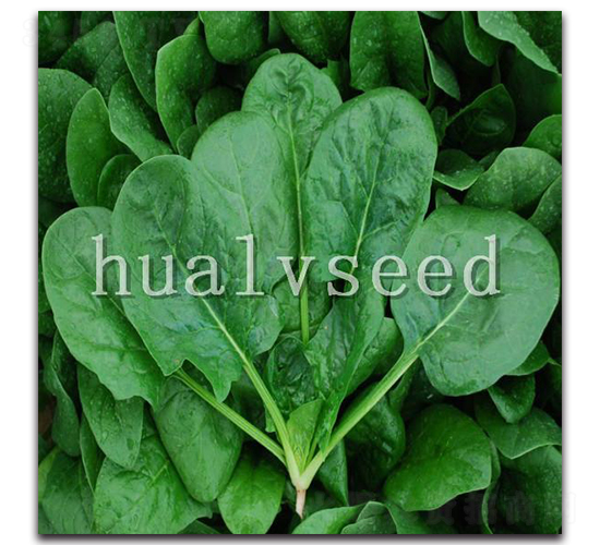 秋綠2號(hào)-菠菜種子-華綠