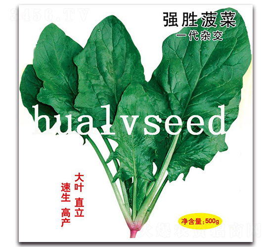 強勝菠菜-菠菜種子-華綠