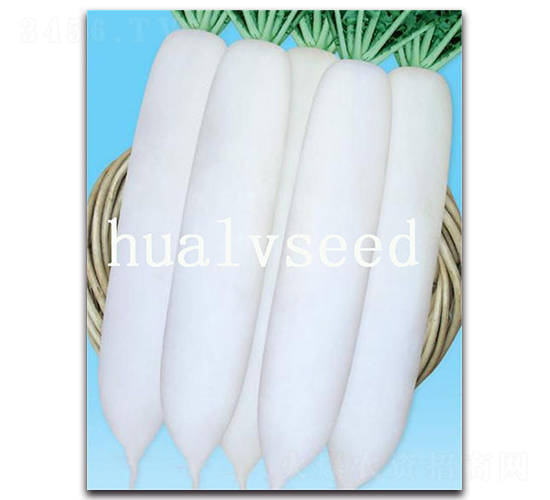 新魯蘿卜8號-蘿卜種子-華綠