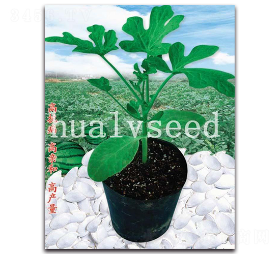 長壽砧木-砧木種子-華綠