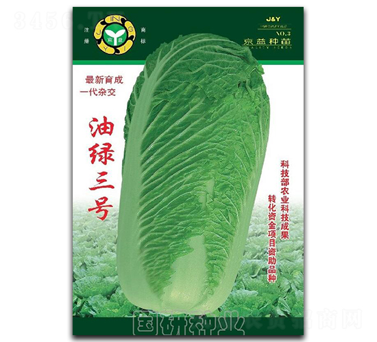 油綠三號-白菜種子-國研種業(yè)