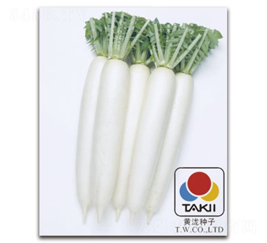 秋雪-蘿卜種子-黃瀧種子
