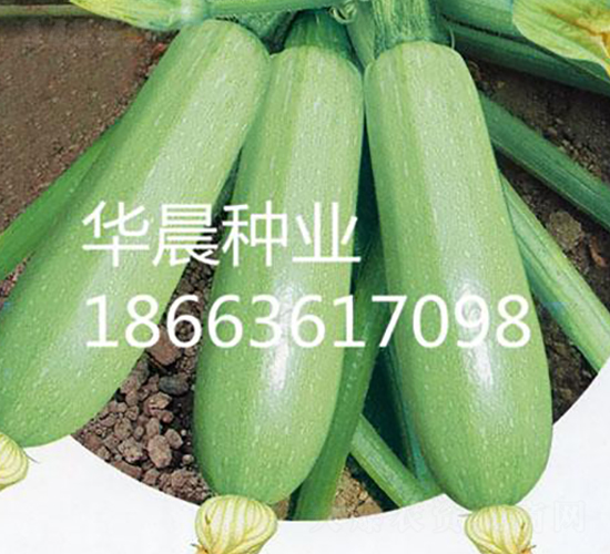 綠雪-西葫蘆種子-華晨種業