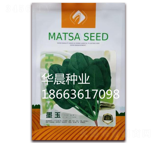 墨玉-菠菜種子-華晨種業