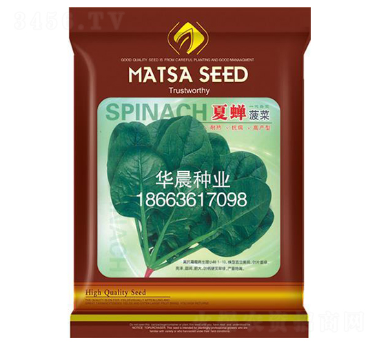 夏蟬菠菜-菠菜種子-華晨種業