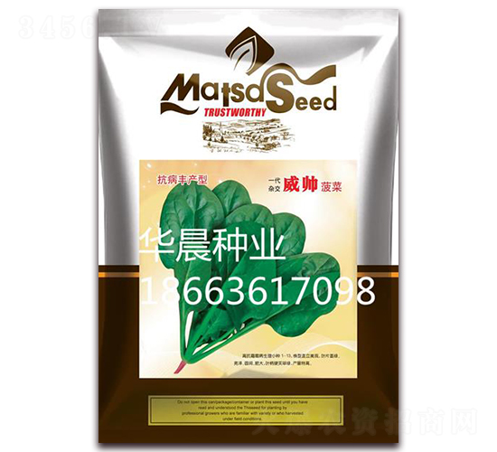 威帥菠菜-菠菜種子-華晨種業