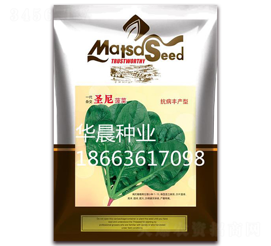 圣尼菠菜-菠菜種子-華晨種業