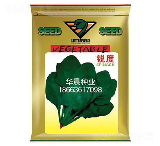 銳度-菠菜種子-華晨種業