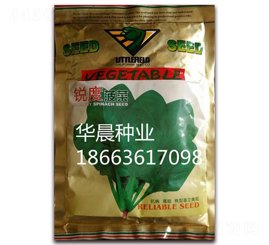銳度菠菜-菠菜種子-華晨種業