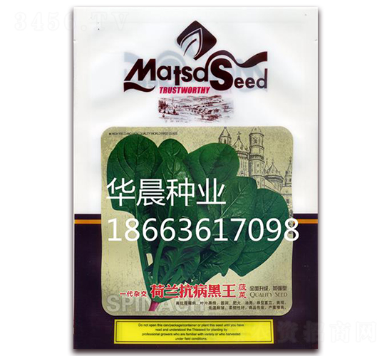 荷蘭抗病黑王-菠菜種子-華晨種業