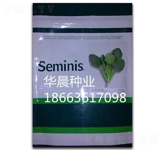 皇家黑強-菠菜種子-華晨種業