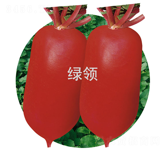 夏紅2號-蘿卜種子-綠領種業