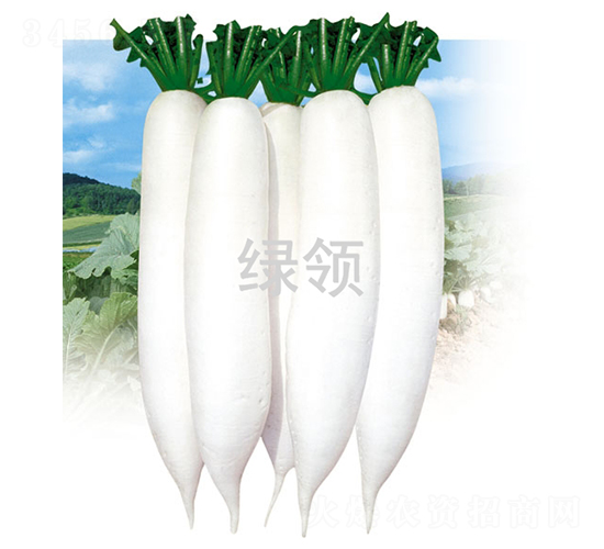 夏白1號-蘿卜種子-綠領種業