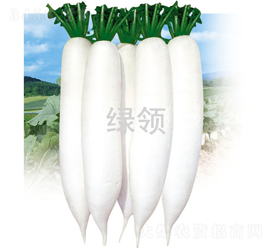 秋白1號-蘿卜種子-綠領種業