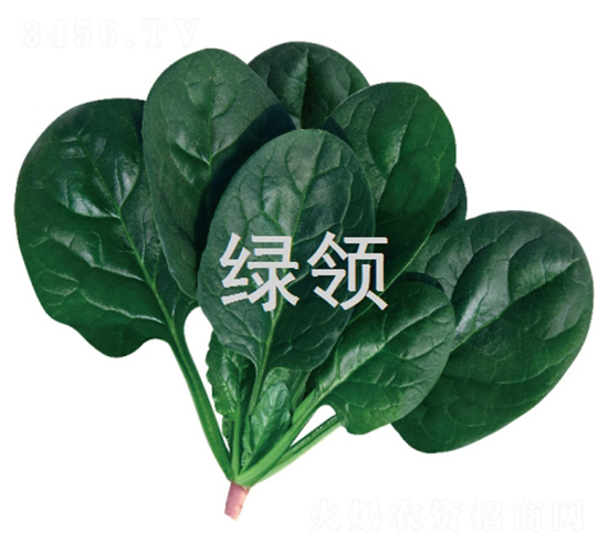 墨綠1807-菠菜種子-綠領種業