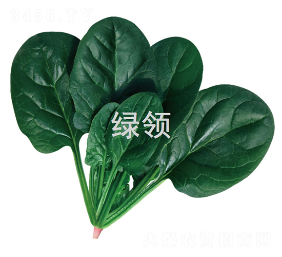 墨綠1806-菠菜種子-綠領種業