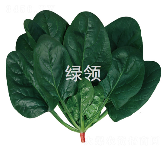墨綠1805-菠菜種子-綠領種業