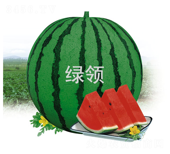 綠領(lǐng)美龍-西瓜種子-綠領(lǐng)種業(yè)