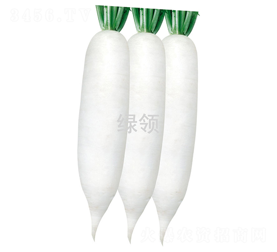 漢白玉4號-蘿卜種子-綠領種業