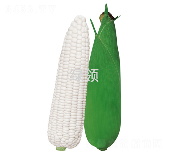 萃糯1號-玉米種子-綠領種業