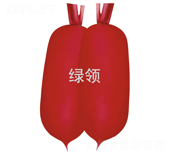 春紅-蘿卜種子-綠領(lǐng)種業(yè)