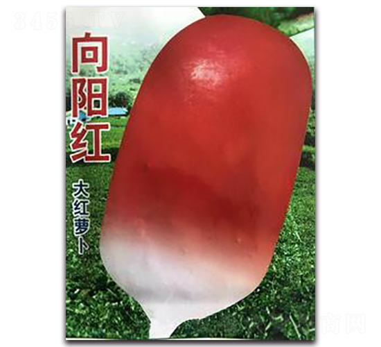 向陽紅大紅蘿卜-蘿卜種子-三主糧