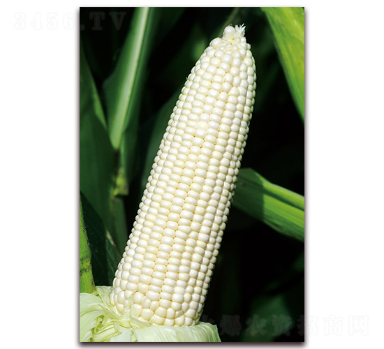 金糯691-糯玉米種子-金農(nóng)科