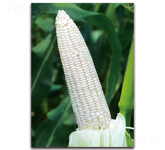 柳糯8號-糯玉米種子-金農科
