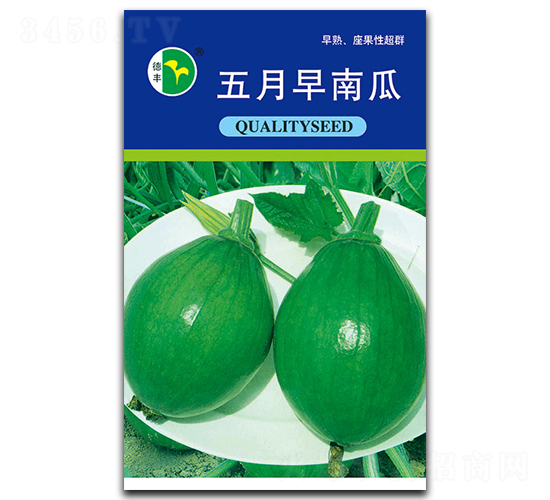 五月早南瓜-南瓜種子-德豐種業