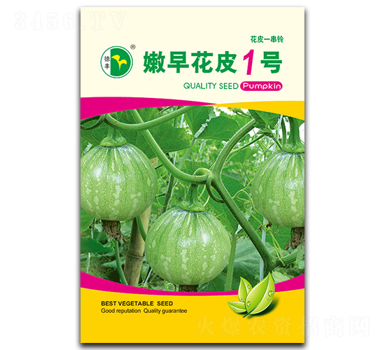 嫩早花皮1號-南瓜種子-德豐種業(yè)