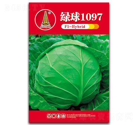 綠球1097-甘藍(lán)種子-中江農(nóng)業(yè)