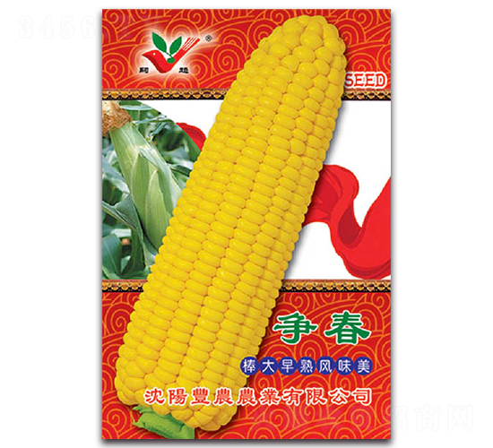 爭春-糯玉米種子-豐農農業